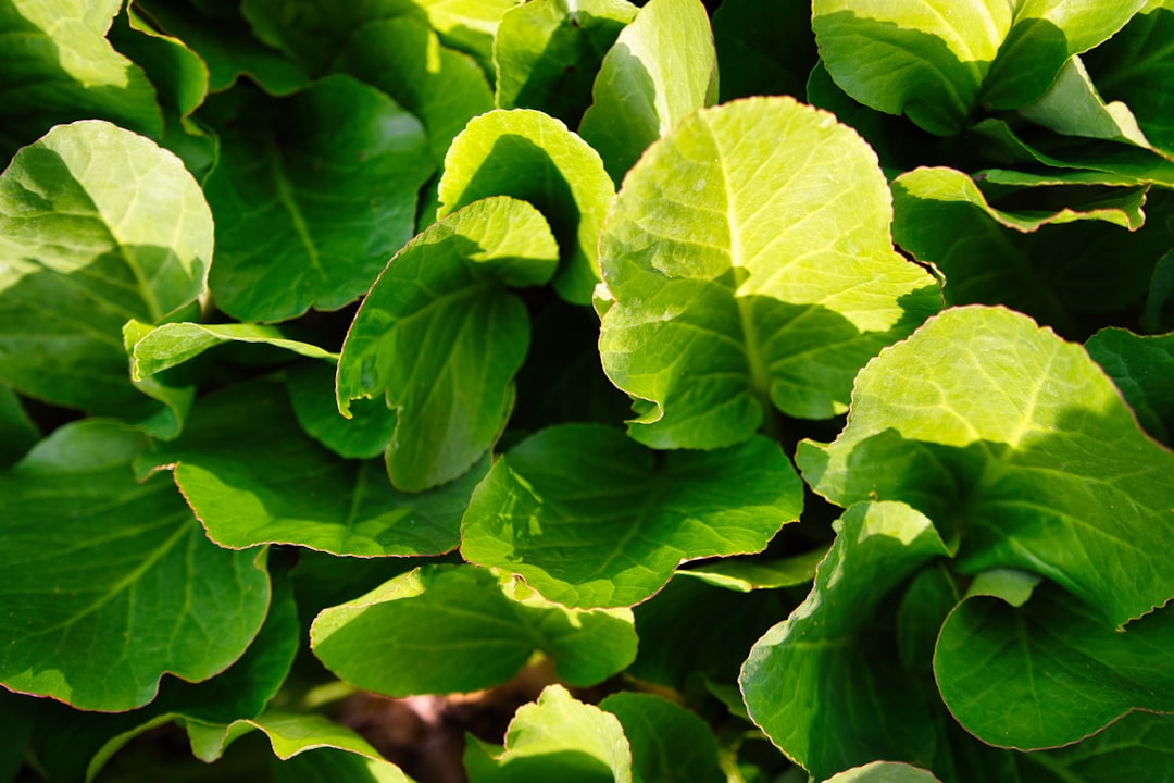 Close-up of hands using the pruning basil node rule on a sweet basil plant, showing the exact cut above two leaf sets.