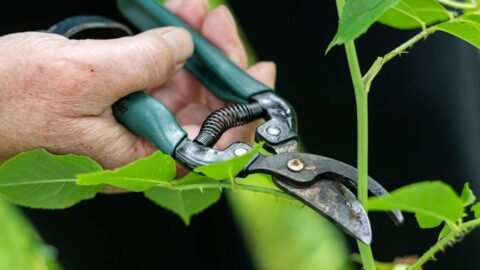 Pruning Tomato Plants Now Cuts Next Year’s Harvest. Here’s the Timing Rule That Saves It.