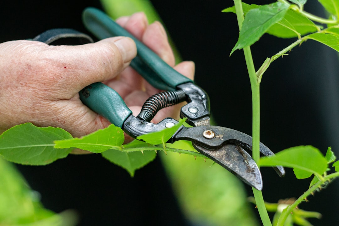 A gardener pruning tomato plants with shears, focusing on the main stem and flower clusters
