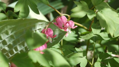 Shade Plants That Actually Bloom: The Light-Hour Threshold Most Lists Miss