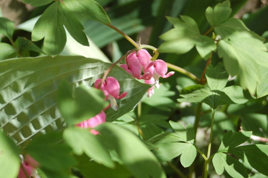 A lush garden border filled with blooming Astilbe and Bleeding Heart plants thriving in partial shade