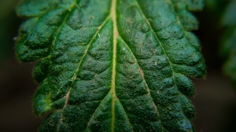 Close-up of a leaf showing spider mites vs thrips damage, highlighting webbing and silvering