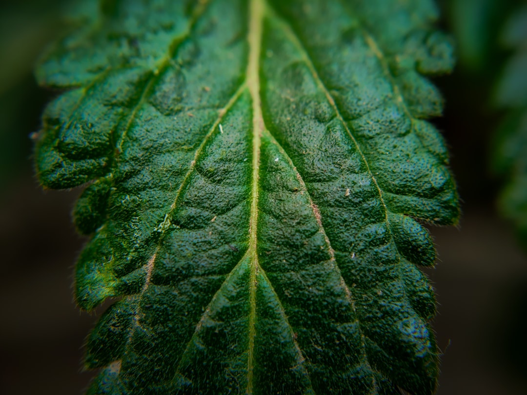 Close-up of a leaf showing spider mites vs thrips damage, highlighting webbing and silvering