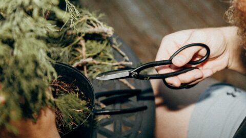 Spider Plant Propagation Fails Because You Treat It Like a Succulent