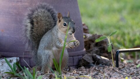 Squirrels Digging in Containers: The Root Ball That Saves Your Herbs