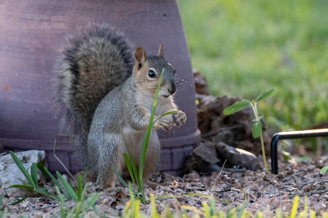 A close-up of a container garden pot with a squirrel's paw digging into gritty, inorganic potting mix
