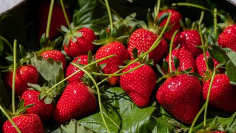 Strawberries in Containers: The 18-Inch Depth Rule That Saves Yield