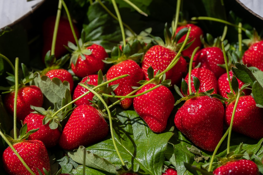 Strawberries in containers with deep 18-inch pots