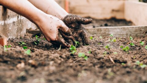 Why Your Utah Tomatoes Stall: The 60-Degree Soil Rule