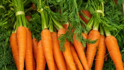 Why Your Carrots Stay Forked: The Hard Pan That Breaks Roots