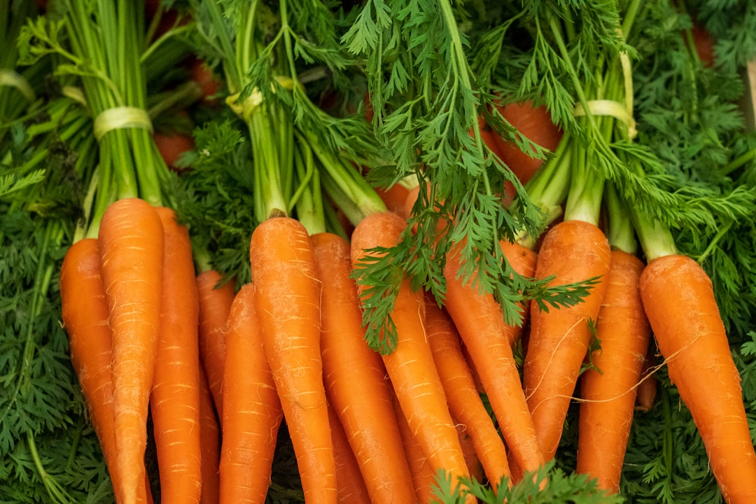 A straight, healthy carrot growing in loose soil next to a forked carrot trapped by a hard pan